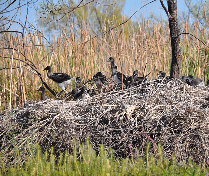 Wary Ibis chicks (Threskiornis moluccus) in the Gingham wetlands