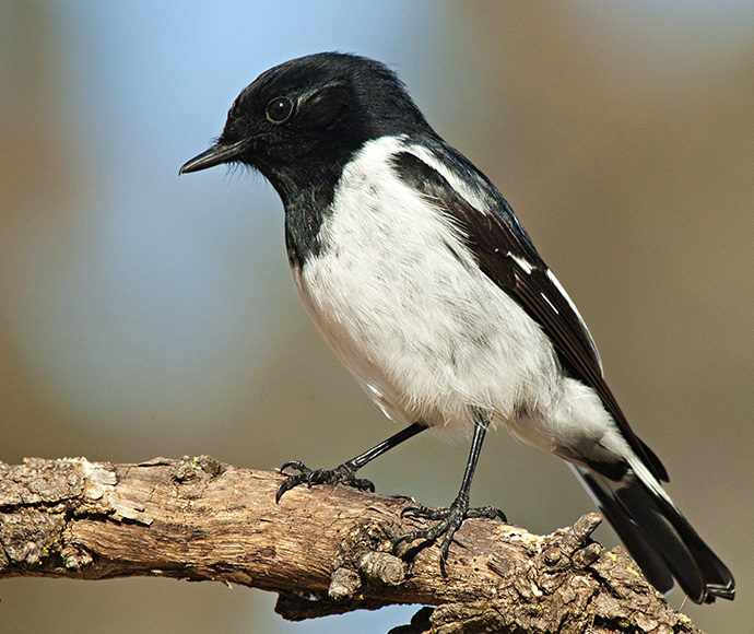 A black and white bird perched gracefully on a branch, showcasing its elegant feathers against a soft background