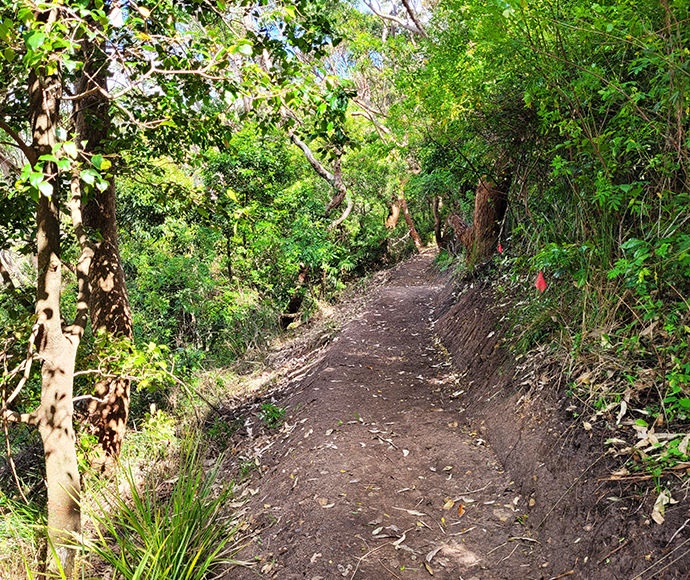 Dirt track with thick green forest on either side.