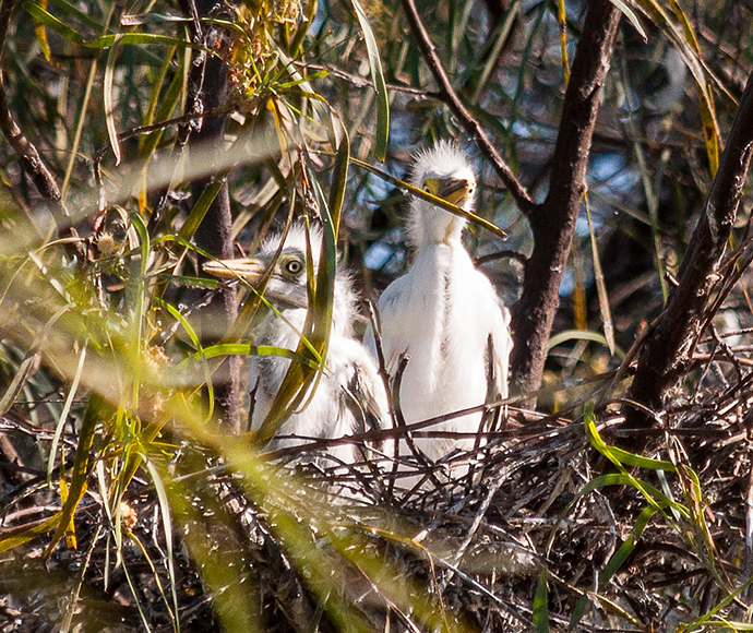 Intermediate egret chicks (Ardea intermedia) wait to be fed in the upper Gingham wetlands.