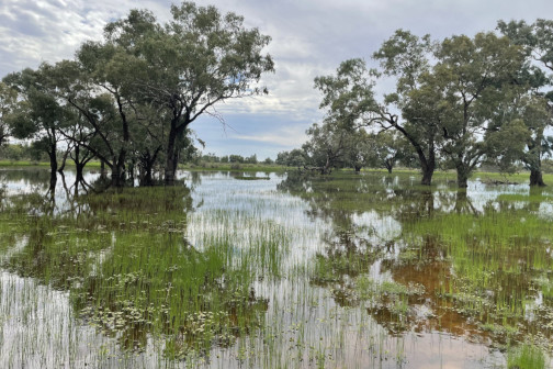 The flat expanse of the western floodplain in flood. Shallow water covers an area of land with reeds and trees immersed at their bases.