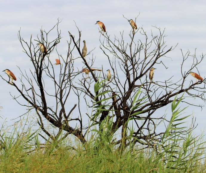 10 Herrons perched on the branches of a bare tree