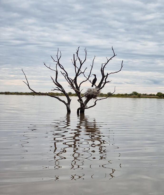 Cormorant sitting in a tree that has been inundated with flood waters and is half submerged, at Narran Lakes