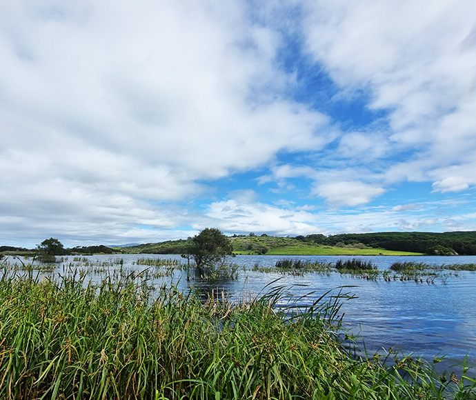 Scenic view of a lake with lush greenery under a blue sky with fluffy clouds.