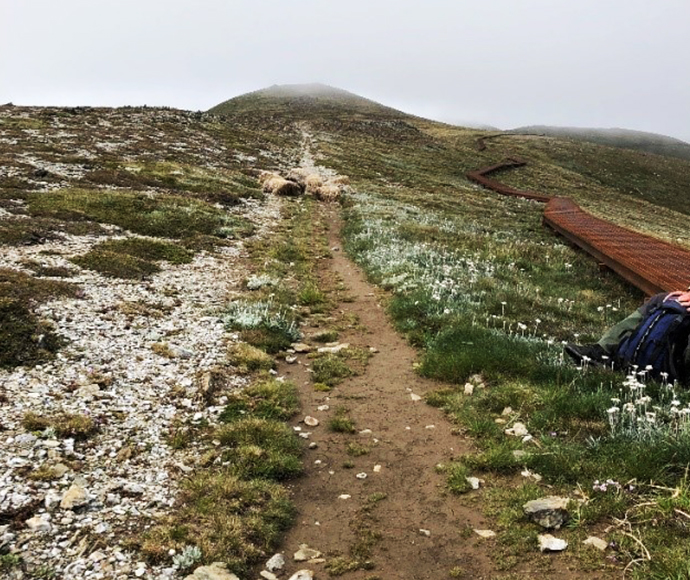 Windswept Feldmark on Mount Lee is being actively rehabilitated after the Main Range walk was diverted, after initial rehabilitation work.