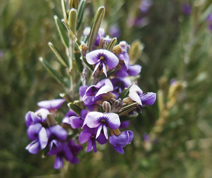 Thredbo River Walk in Kosciuszko National Park, featuring a vibrant Mountain Hovea shrub with its purple flowers. The trail winds through lush alpine vegetation, offering scenic views of the Thredbo River and surrounding landscape.