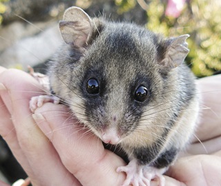 Mountain Pygmy-possum, Kosciuszko National Park