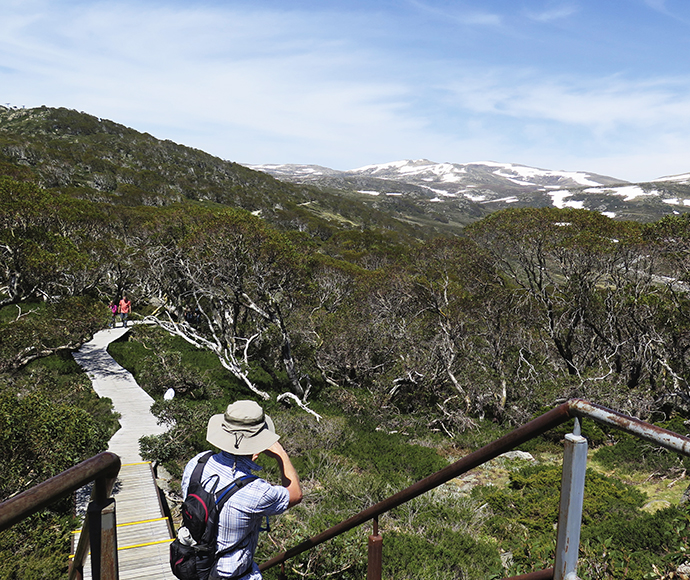 Snow Gums Boardwalk in Kosciuszko National Park, featuring a winding path through ancient, twisted snow gum trees. The boardwalk offers panoramic views of the alpine landscape, with vibrant wildflowers and rugged mountain peaks in the background.