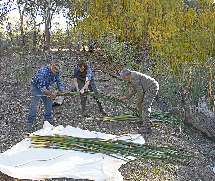 Three individuals harvesting long, green reeds in a natural bushland setting. One person is bending over to gather reeds, another stands holding the reeds, and the third is observing or assisting. A white sheet with collected reeds is laid out on the ground. The background features dense Australian bush with eucalyptus trees.