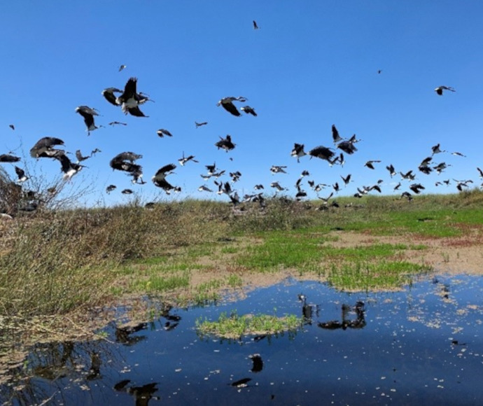 A flock of birds taking flight from a grassy wetland with a clear blue sky in the background, reflecting on the water surface below.