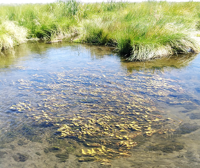 A shallow stream with clear water flowing over a bed of golden-brown rocks, surrounded by green grasses under bright sunlight.