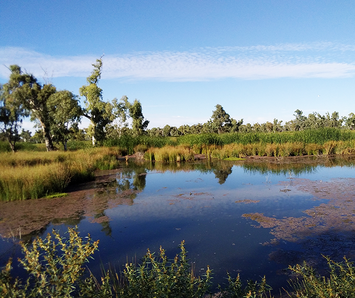 A serene wetland landscape with a clear blue sky overhead. The foreground features a calm body of water reflecting the sky, surrounded by lush greenery and trees. 