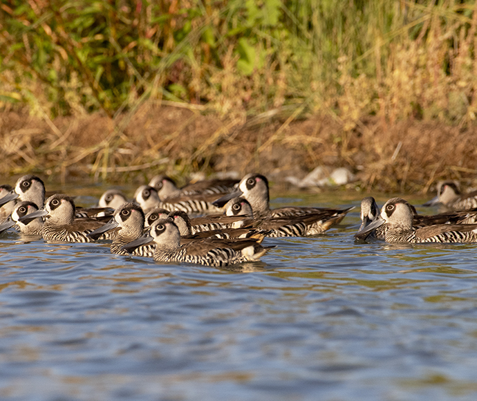 A flock of pink-eared ducks swimming in a body of water with green vegetation in the background.