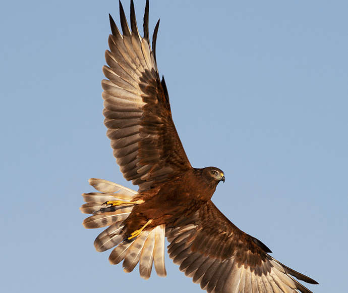 A majestic brown bird of prey in mid-flight against a clear blue sky, with wings fully spread showcasing detailed feather patterns and sunlight filtering through the tips.