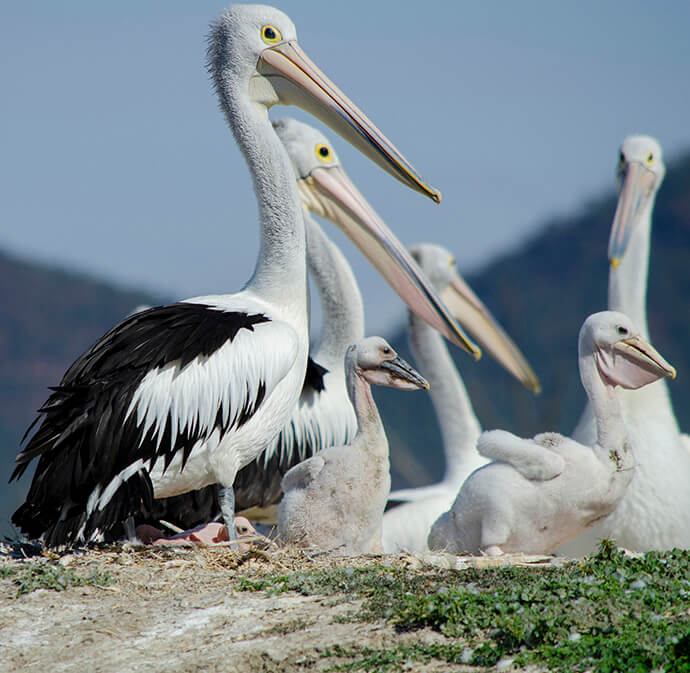 A group of Australian Pelicans (Pelecanus conspicillatus) gathered on the shoreline at Lake Brewster. One prominent pelican in the foreground has its wings partially spread, while others stand nearby with their bills pointing in various directions. The background features a pale blue sky and distant land or water.