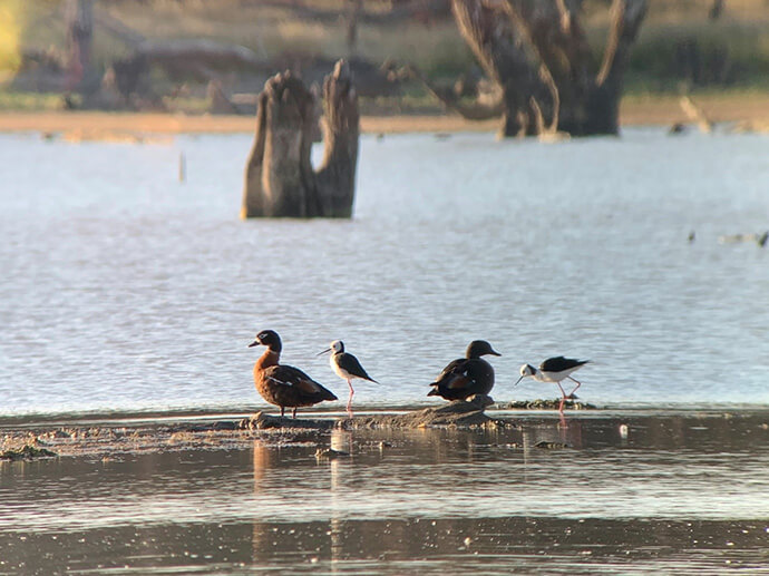 Lake Cargelligo with Australian shelduck and black-winged stilts. The lake is surrounded by lush greenery, and the water is calm. The Australian shelduck, with its striking chestnut breast and black body, is seen swimming, while the black-winged stilts, with their long pink legs and black-and-white plumage, are wading in the shallow waters.