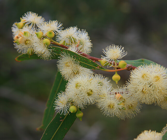 Gum blossom in the Lachlan valley