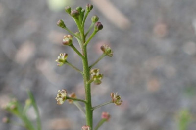 A stem with several small white and pink flowers growing from it