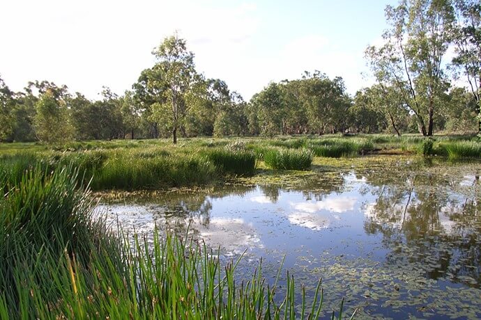 A picturesque view of the Lowbidgee wetlands and Yanga National Park. The water is dotted with water plants, and lush greenery and trees line the edges, creating a vibrant and tranquil scene.