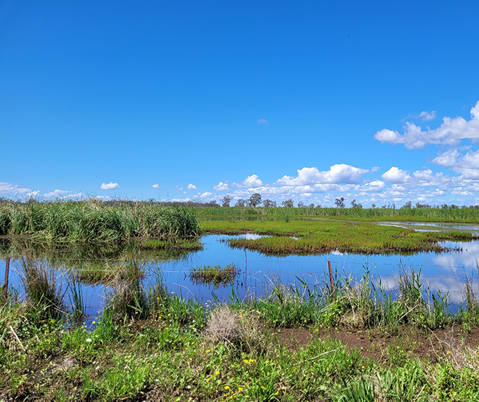 A vibrant wetland ecosystem under a clear blue sky with fluffy white clouds. The landscape features a water body with aquatic vegetation, surrounded by green grasses and reeds. In the distance, a line of trees can be seen on the horizon, contributing to the biodiversity of this natural habitat.