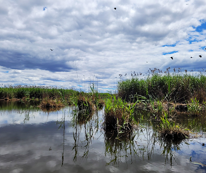 A tranquil wetland scene with still water reflecting the sky, surrounded by tall green reeds and grasses. The partly cloudy sky features several small clouds, and birds are flying above, capturing a moment of natural serenity and movement.