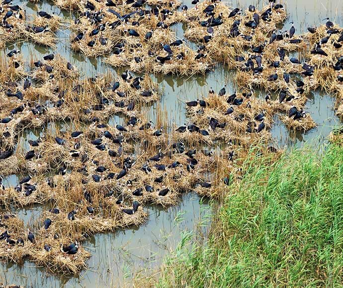 A group of dark-colored ibises congregating on patches of dry grass in Macquarie marshes. The water reflects the light sky above, contrasting with the birds and vegetation. The scene features natural patterns created by the birds as they gather in clusters, interspersed throughout the waterlogged environment.