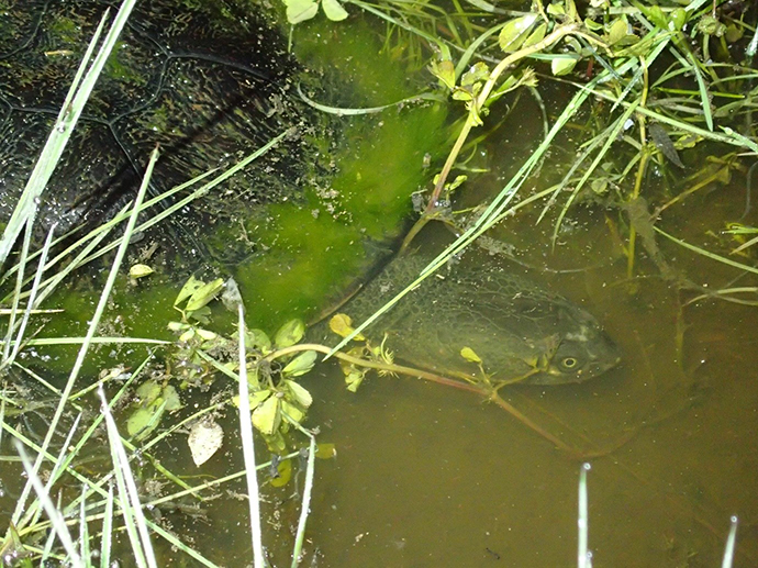 Close up of a long-necked turtle, in a creek or pond, with greenery over the top and mud visible through the clear water.