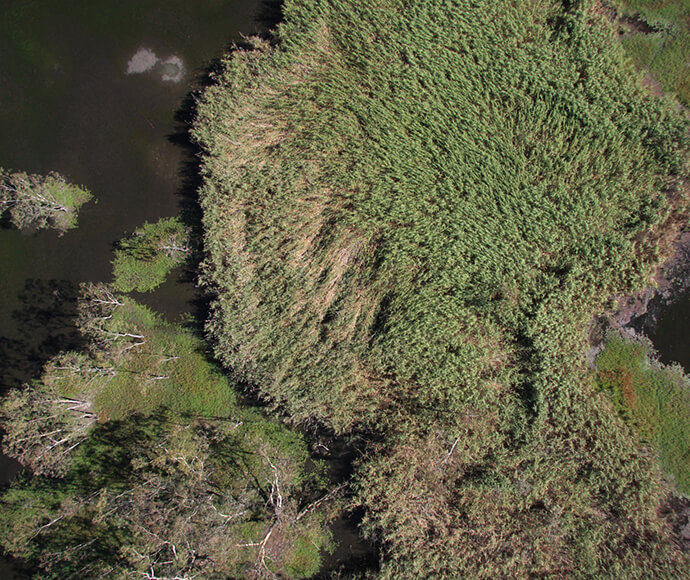 An aerial photo of reeds in the Northern Marsh, Macquarie Marshes