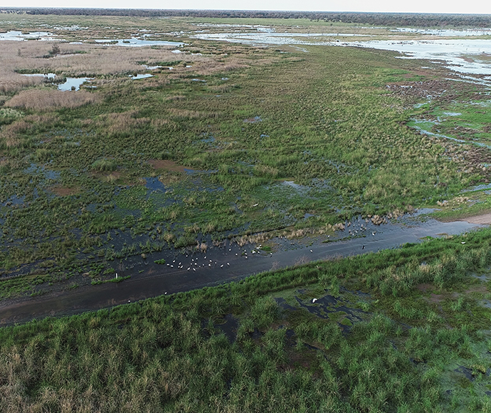 Aerial view of a wetland ecosystem with scattered water bodies, lush green vegetation, and a dirt path cutting through the landscape. The area is teeming with biodiversity, indicated by various plant species and visible waterfowl congregating near the water’s edge.