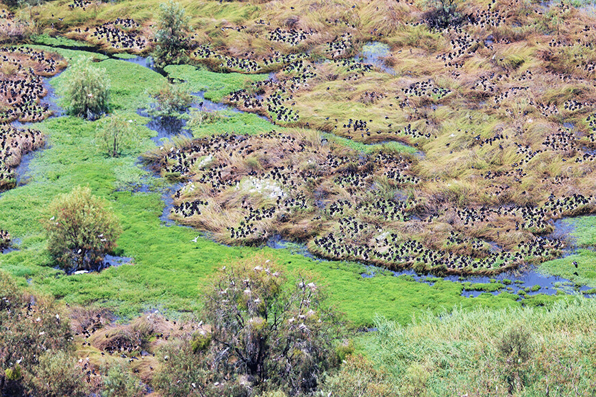 n aerial view of Macquarie Marshes, showcasing a wetland area with a complex network of water channels weaving through patches of dark green vegetation. The marshes feature clusters of foliage interspersed with open water bodies reflecting the sky. The terrain displays a mosaic of green, brown, and yellow shades, indicating different plant life and water levels.