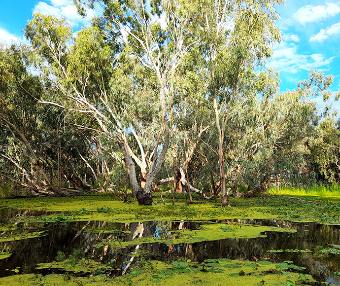 A tranquil wetland landscape featuring eucalyptus trees reflected in calm water with green aquatic plants, under a partly cloudy sky.