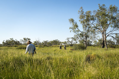 Three surveyors walking through waist-high yellow-green grass wearing hats and carrying bags on a bright sunny day. There are trees and bushes in the background and to the right.