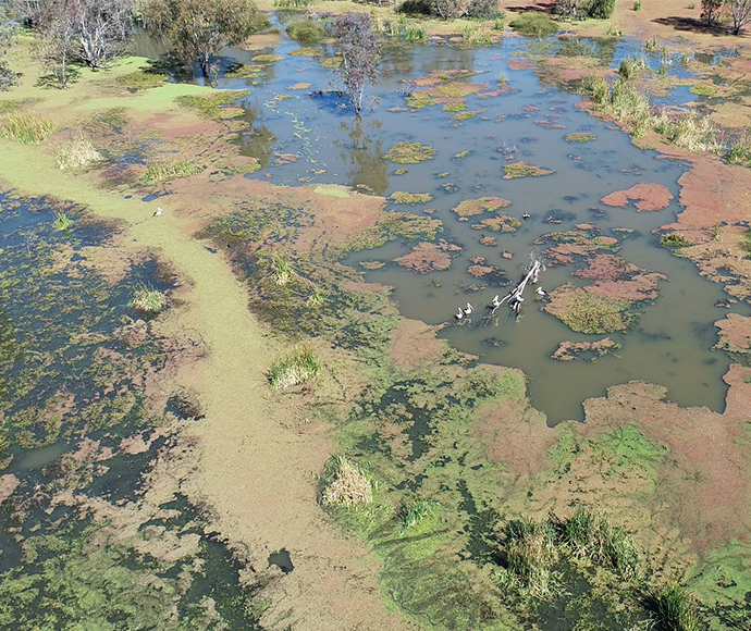 An aerial view of a wetland ecosystem with various shades of green vegetation and brown earth tones. Patches of water, some covered with algae or aquatic plants, are visible. The landscape is dotted with trees, some partially submerged, highlighting the diversity and complexity of the wetland environment.