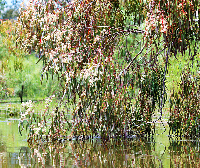 River red gum tree with long, drooping branches covered in clusters of creamy-white flowers reflected in the water below.