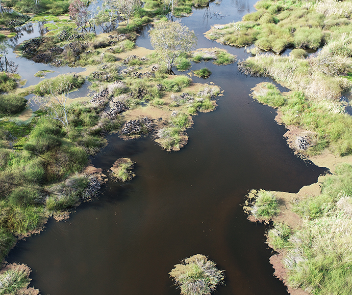 Aerial view of a wetland ecosystem with scattered patches of green vegetation and trees surrounded by dark water channels.