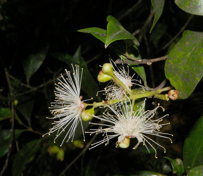 A close-up view of 2 white flowers with long, thin, radiating filaments and green foliage in the background