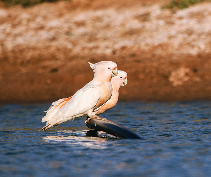 Two birds perched on a pole, showcasing their vibrant feathers against a clear sky backdrop.