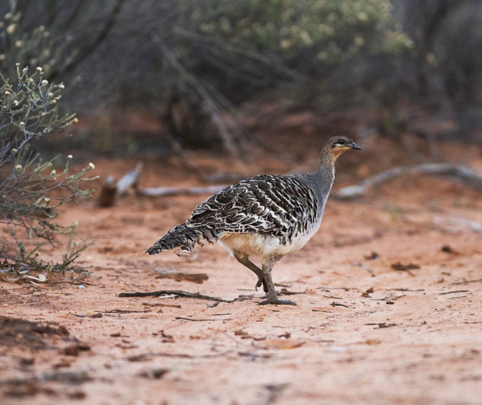 A Malleefowl (Leipoa ocellata) walking on red sandy soil with sparse green shrubbery in the background.