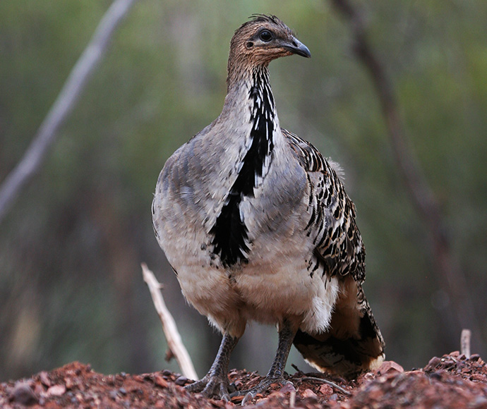 A solitary bird standing on a patch of dirt, showcasing its natural habitat.