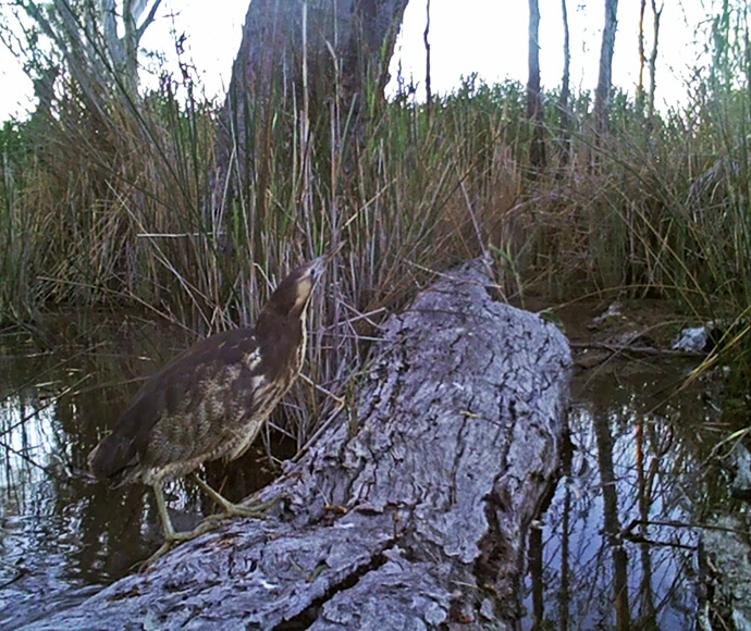 An Australasian bittern (Botaurus poiciloptilus) is camouflaged among reeds and vegetation near water. The bird’s streaked brown plumage blends with the surrounding dry grasses, enhancing its concealment. It stands on one leg, partially obscured by the reeds, with its long beak pointing upwards. A fallen log lies diagonally across the foreground, leading into a small body of water that reflects the dense vegetation.