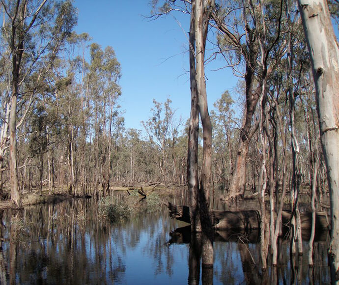 Werai Forest, an Indigenous protected area near Deniliquin