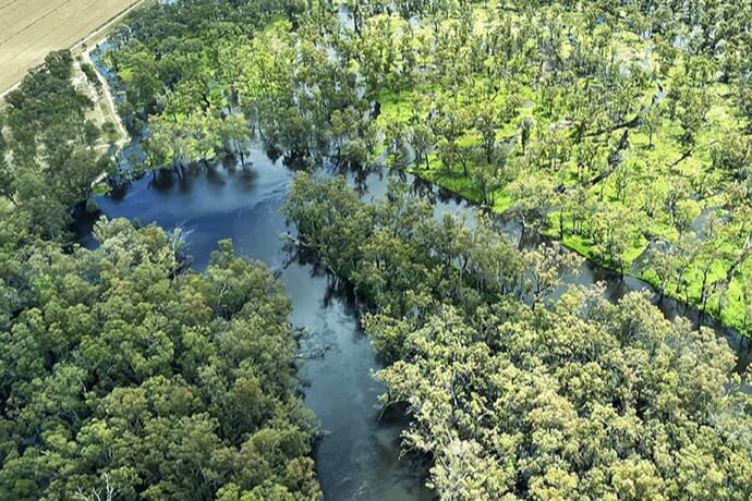 An aerial view of a flooded forest with water submerging the lower parts of trees, creating a mosaic of water and greenery.