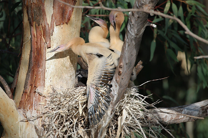 Three Australasian darter chicks, Anhinga novaehollandiae, in a nest made of twigs on a tree branch. Two chicks face left with open beaks, while the third faces the camera with a closed beak. Their pale yellowish-brown plumage shows some darker feathering. Green leaves and peeling bark are visible in the background.