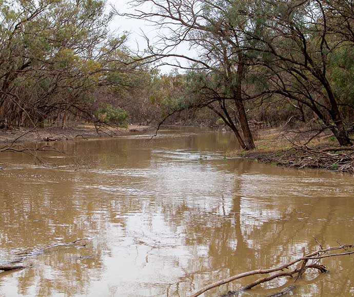 A photograph showing the Great Darling Anabranch, a waterway with muddy brown water surrounded by dense greenery and trees. The sky is overcast, and the reflection of the trees can be seen on the water’s surface.