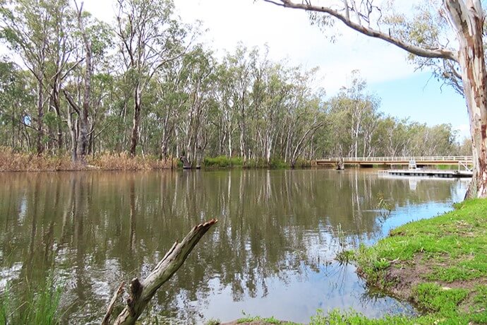 A tranquil river scene with lush greenery reflecting on the calm water surface. A wooden footbridge spans across the river, connecting two banks lined with dense eucalyptus trees. The foreground shows a grassy riverbank and a partially submerged log, enhancing the natural beauty of this serene landscape.