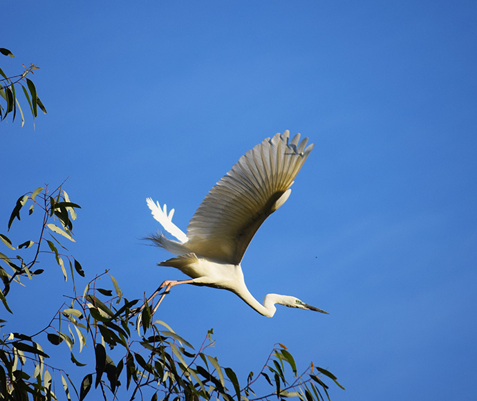 Egret flying above trees of the Millewa Forest over bright blue sky