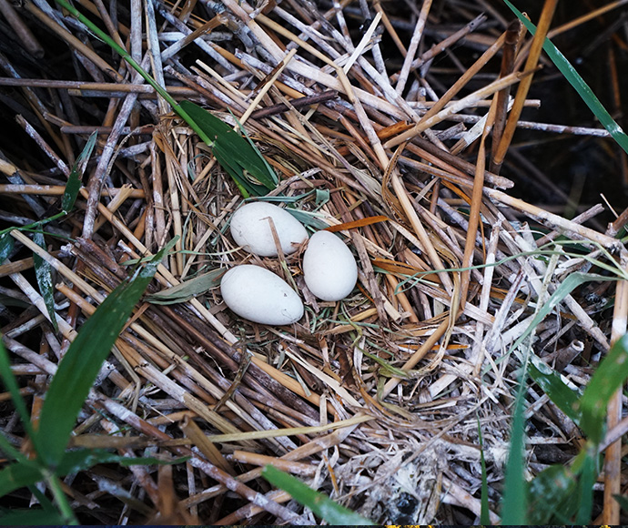 A nest of a White Australian ibis (Threskiornis moluccus) located at Reed Beds swamp in Millewa Forest. The nest, constructed from tree branches and leaves, contains three eggs.