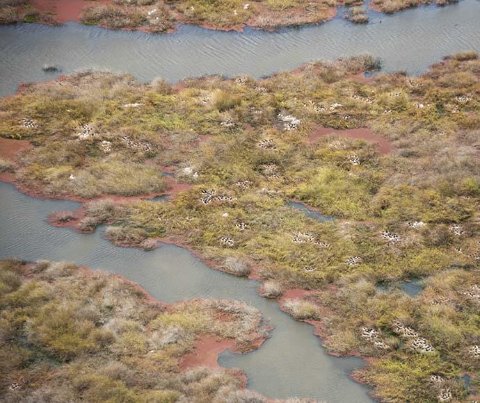 Royal spoonbills (Platalea regia) and straw-necked ibis (Threskiornis spinicollis) are flourishing at the Bala rookery new Maude.