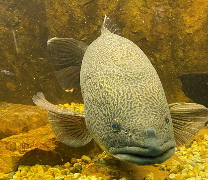 A close-up image of a large fish with speckled skin, visible scales, and protruding lips facing the camera underwater. The fish has prominent fins and is surrounded by a rocky substrate at the bottom of what appears to be an aquarium with a yellowish-brown backdrop.