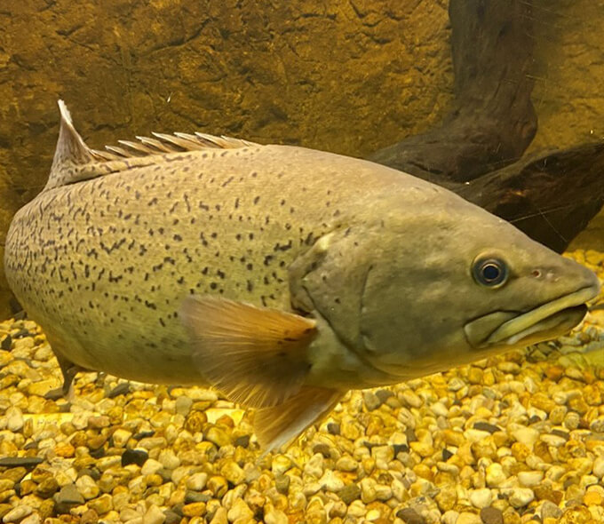 A large speckled grey fish with a pronounced dorsal fin swimming above gravel substrate next to a piece of wood in an aquarium.